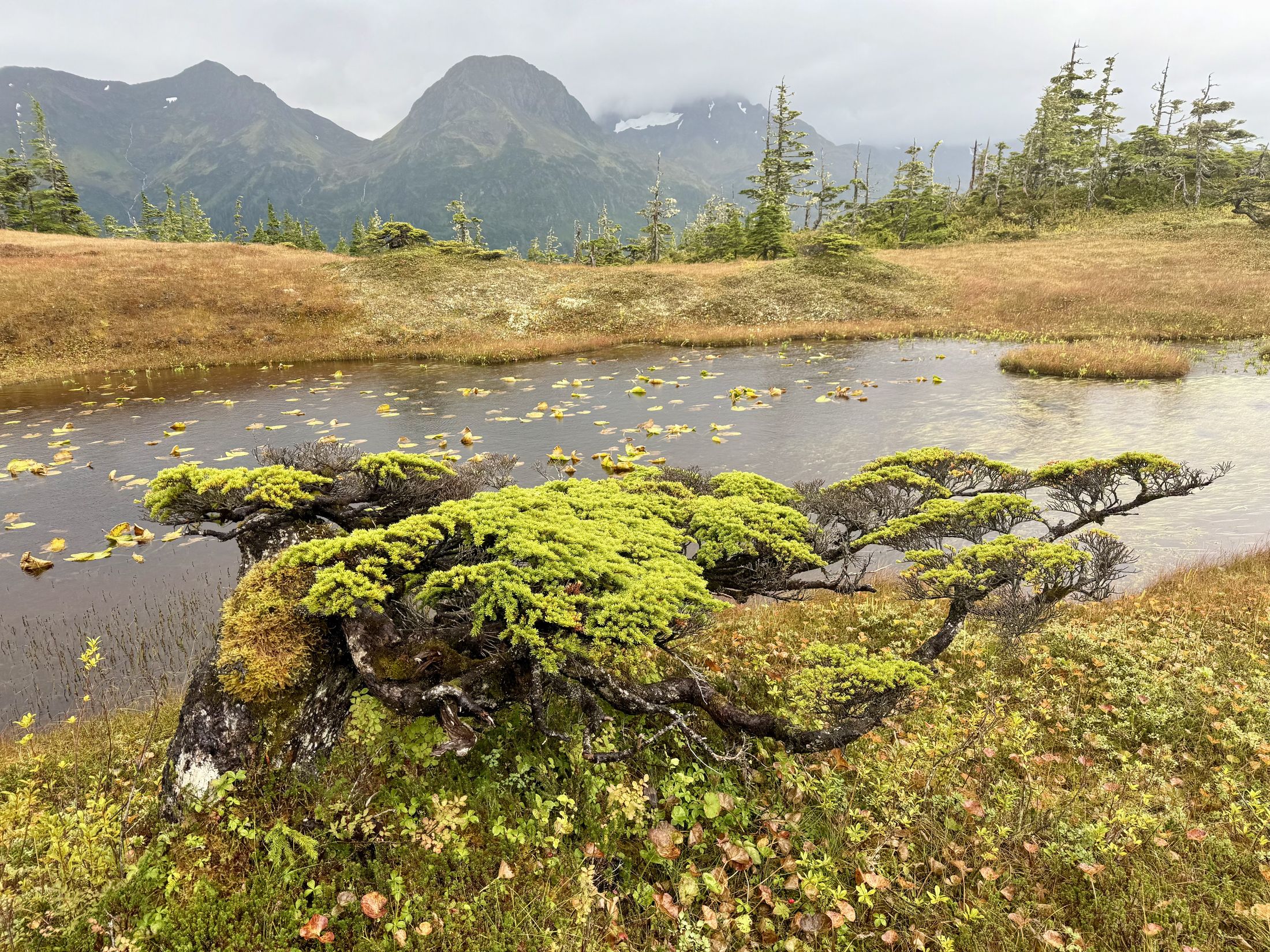 Close-up of moss and lichen in the tundra, Alaska