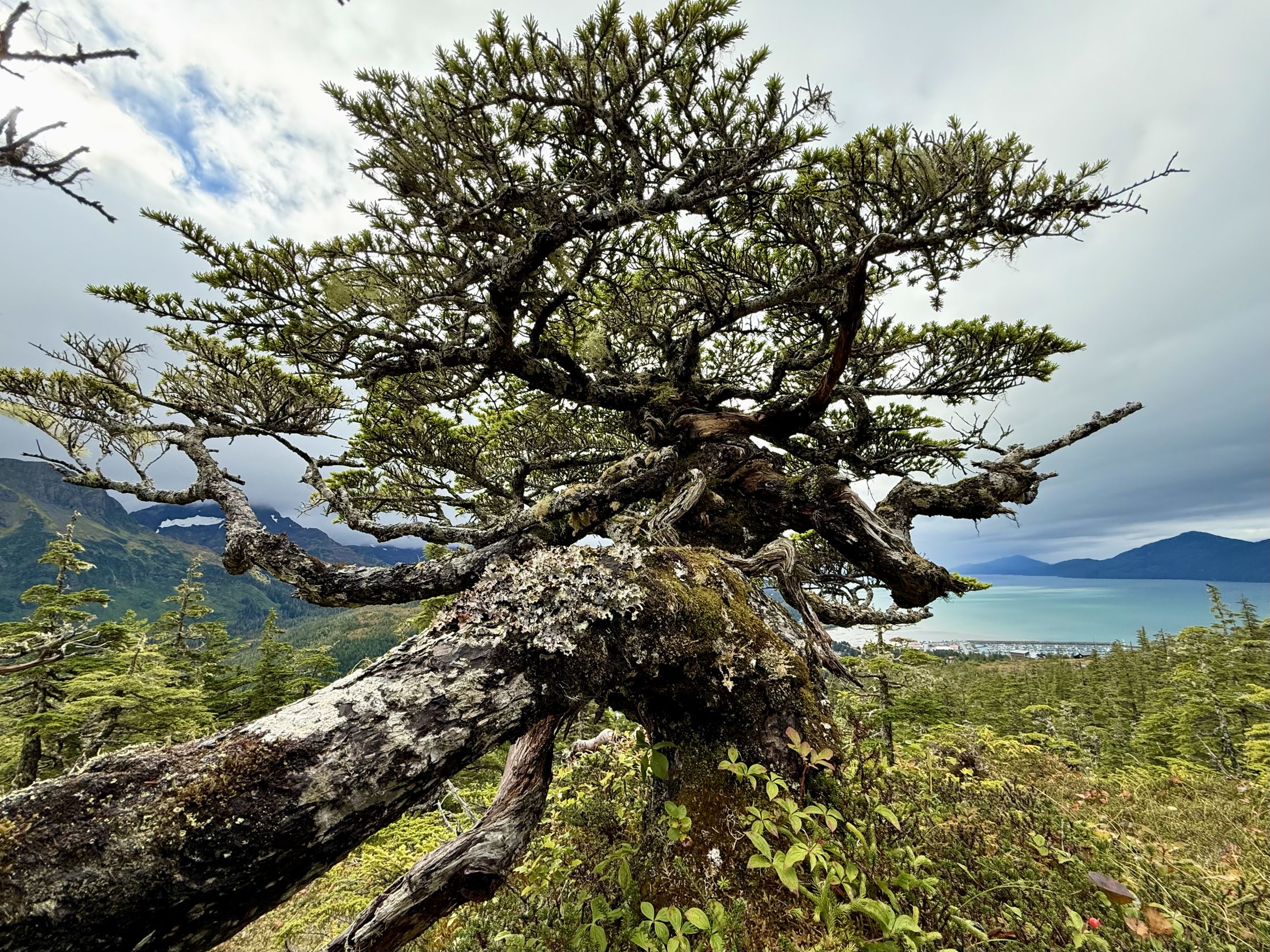 Gnarled subalpine tree overlooking the coast, Alaska