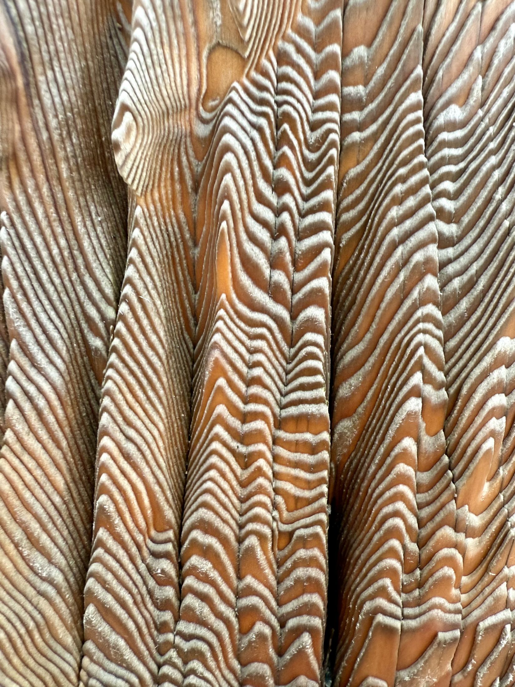 Close-up of weathered wood grain texture, Alaska