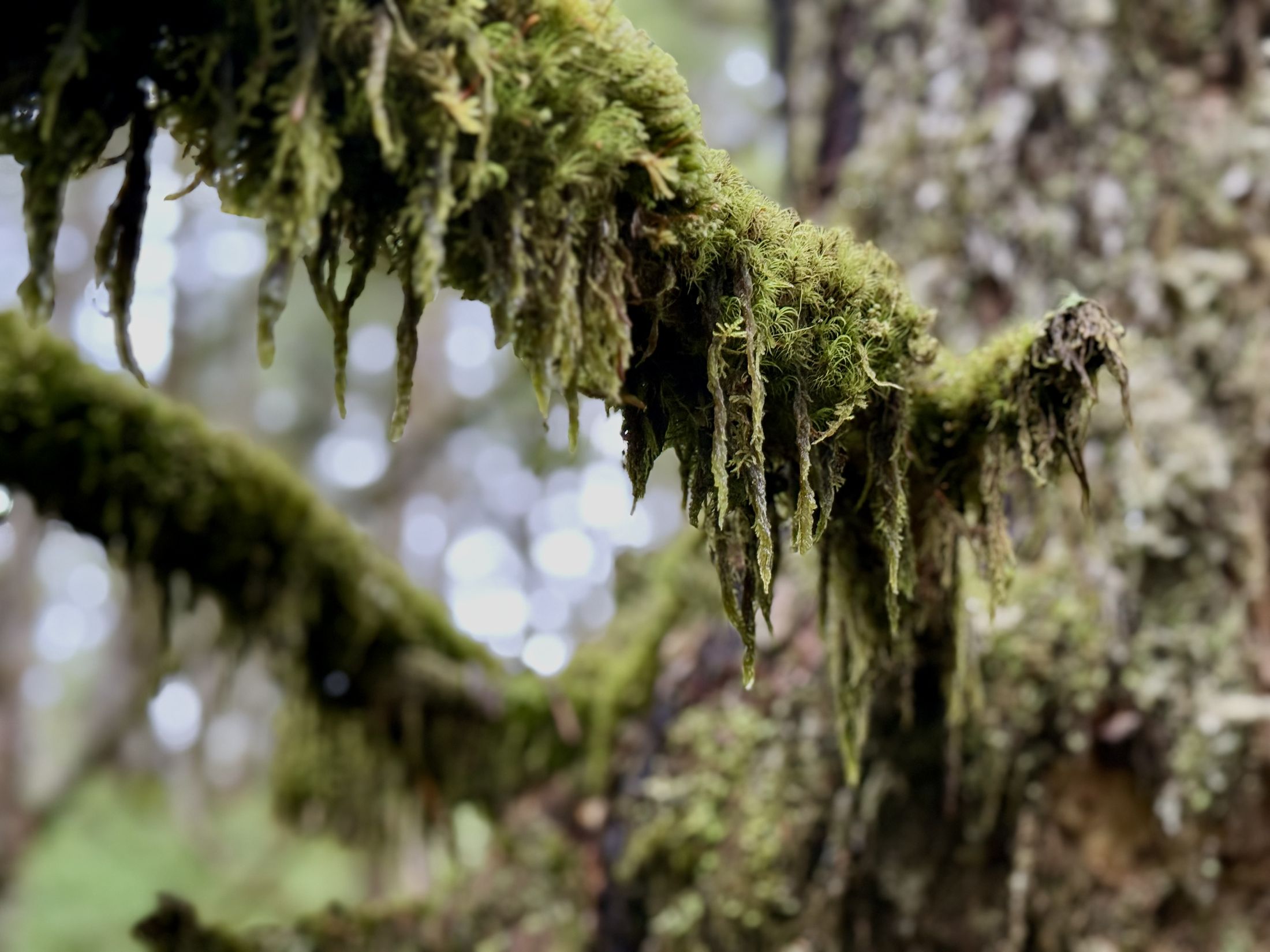Close-up of moss hanging from a tree branch, Alaska