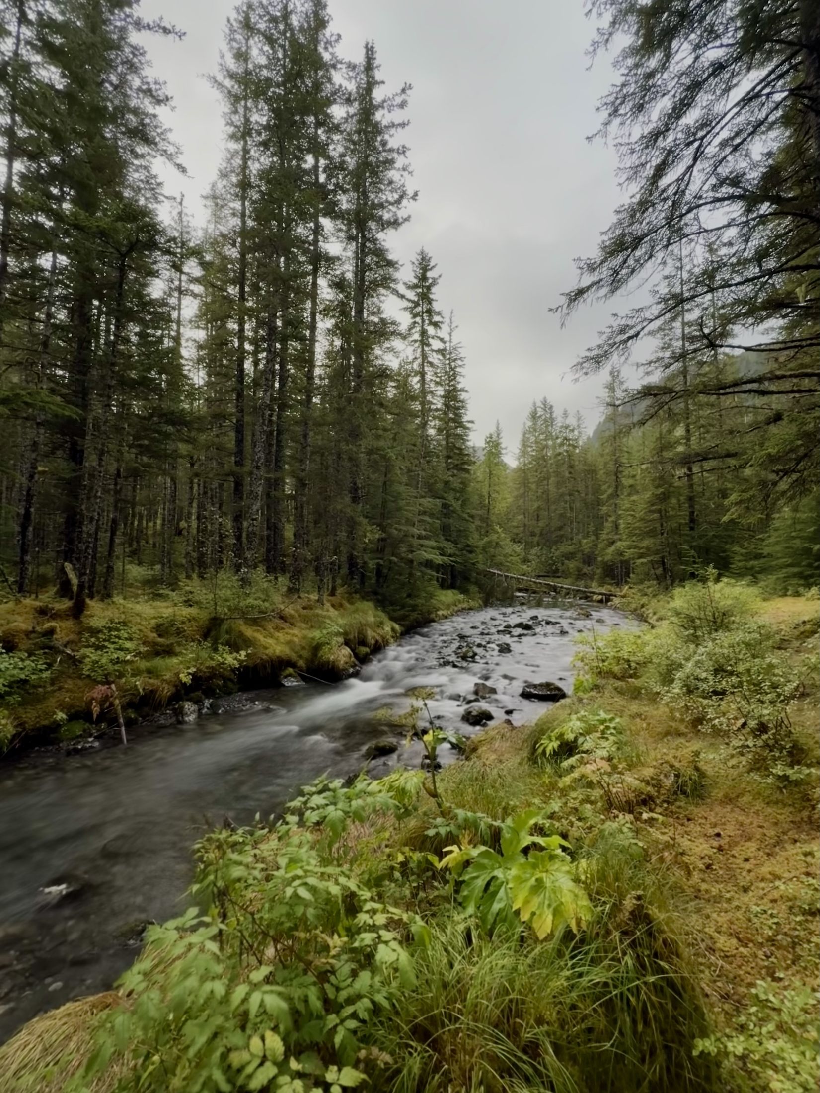 Stream running through a spruce forest, Alaska