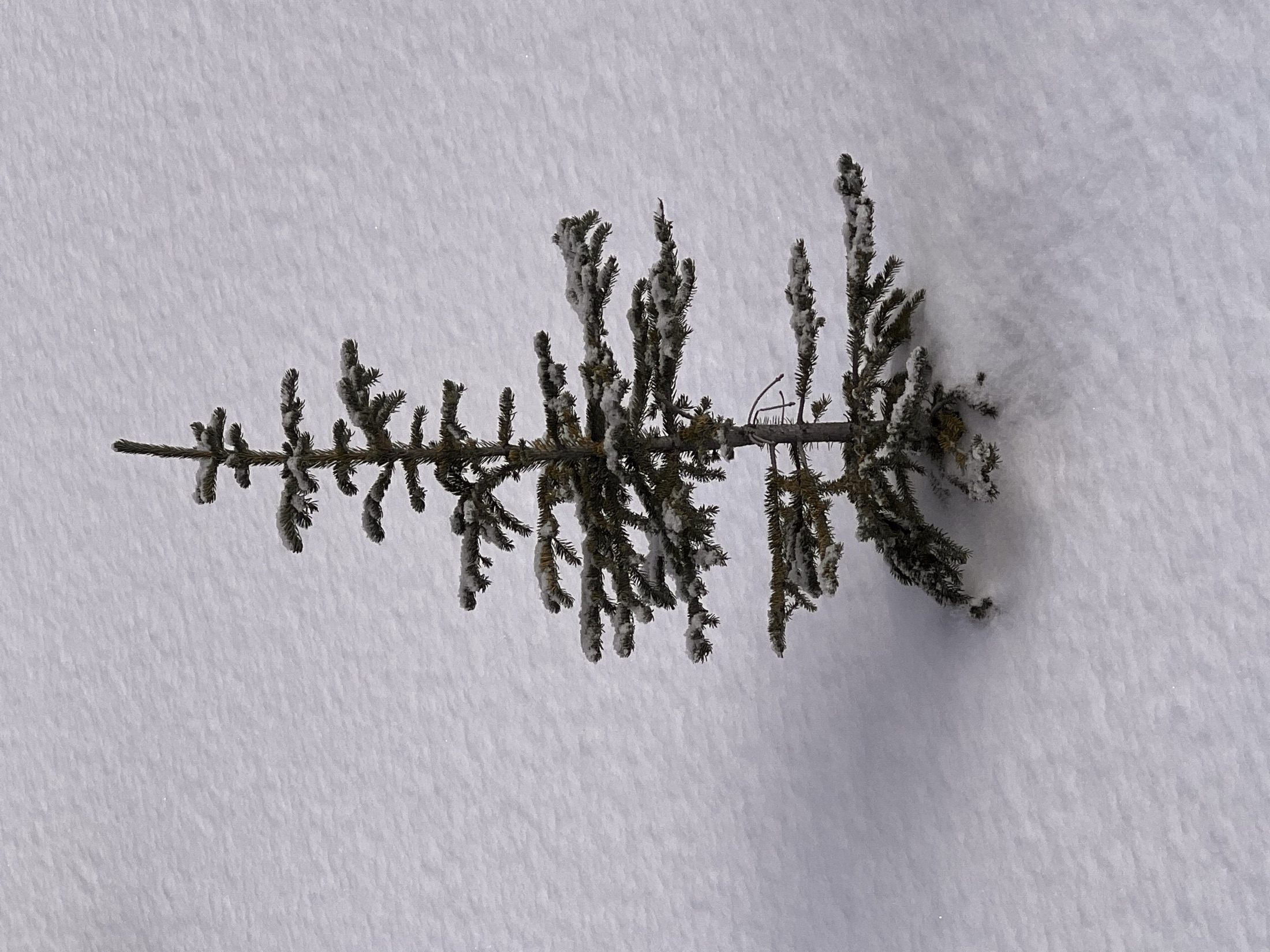 A lone snow-covered pine tree, Banff