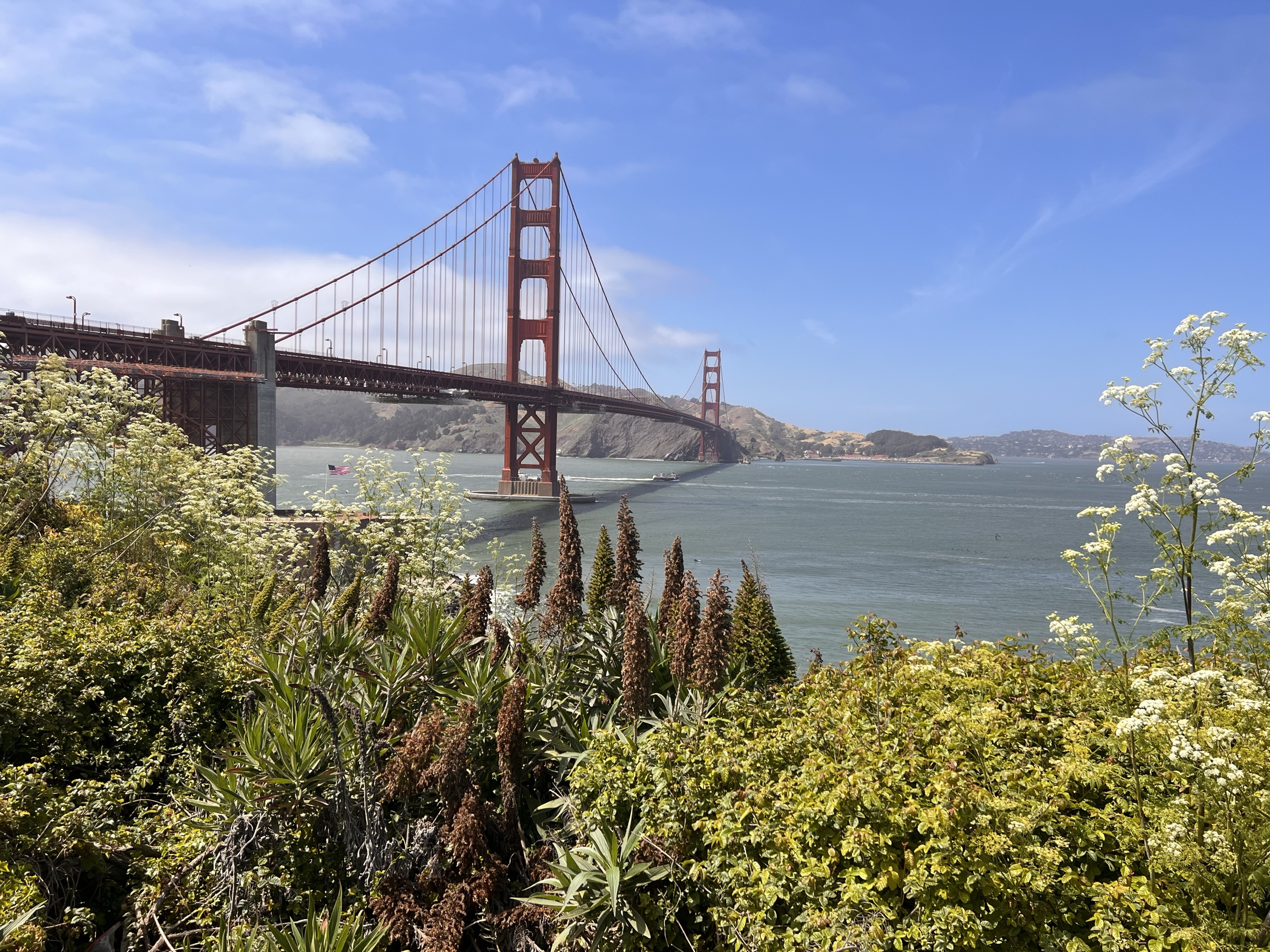 The Golden Gate Bridge framed by wildflowers on a clear day