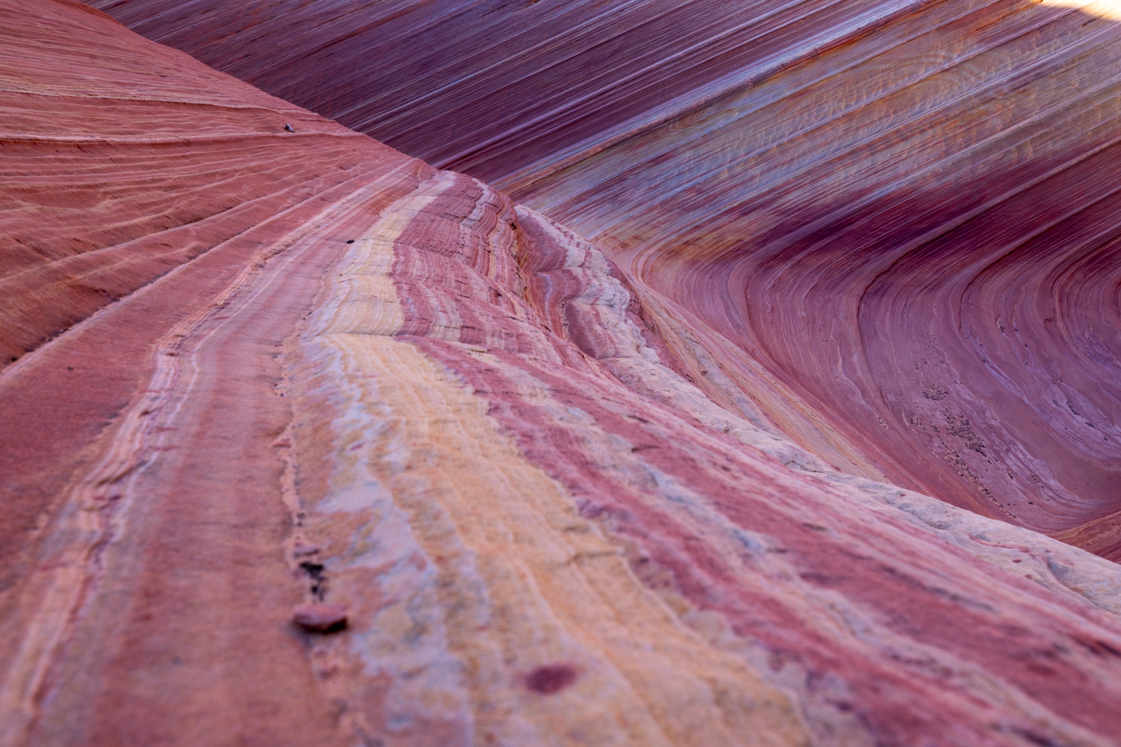 Striated sandstone detail at The Wave, Arizona